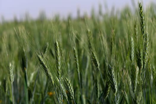 Vibrant green wheat stalks dance in the gentle afternoon breeze, reflecting sunlight across an expansive field. The tranquility of the countryside sets a peaceful atmosphere in nature's embrace.
