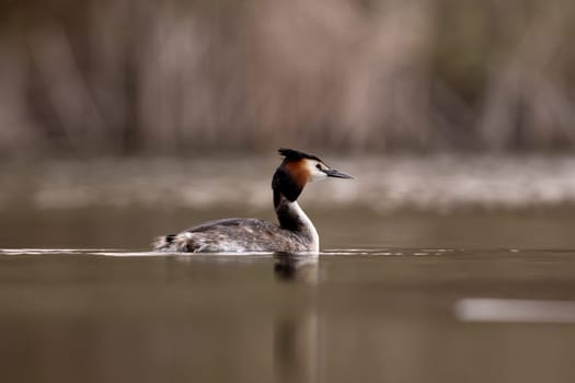 Great Crested Grebe Bird Swims In The Lake