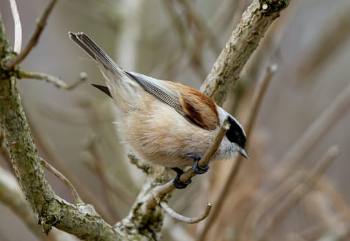 Eurasian Penduline Tit Bird On A Branch