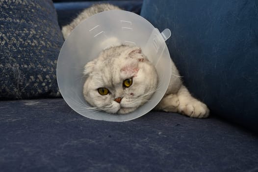A fluffy cat with yellow eyes relaxes on a blue couch, wearing an Elizabethan collar after a veterinarian appointment. Sunlight filters through the window, creating a warm atmosphere.