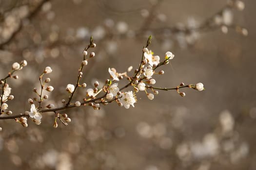Apricot Branch Blooming On A Bright Spring Day