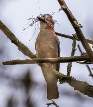 Eurasian Jay Gathering Twigs For Nest In Spring