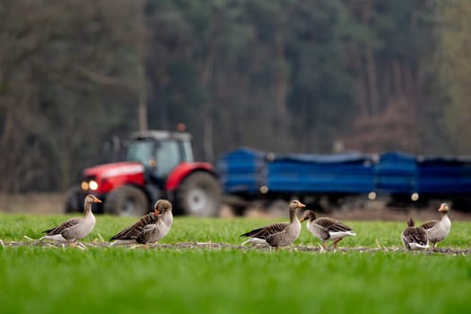 Greylag Geese In A Field With A Tractor In The Background In Spring