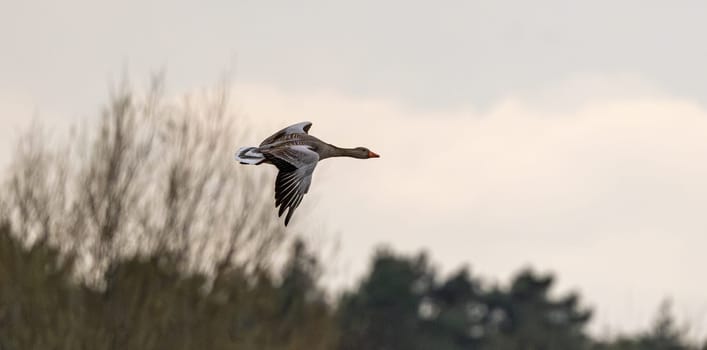 Greylag Goose Grazing In The Field And In Flight