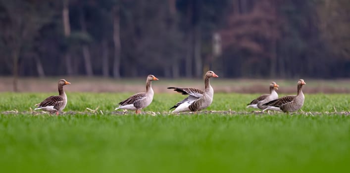 Greylags Goose On Field In Spring