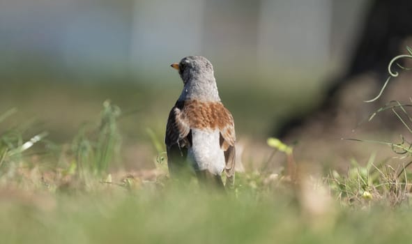 Fieldfare Bird Seen From Behind Against A Blurred Background