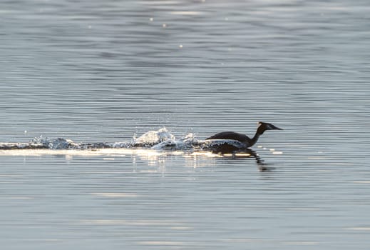 Great Crested Grebe Racing Across Lake At Dawn
