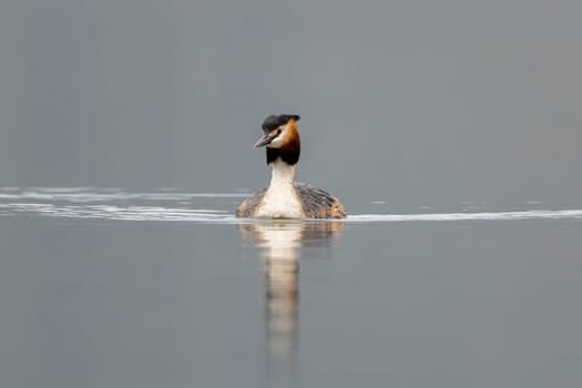 Great Crested Grebe Bird Swims In The Lake