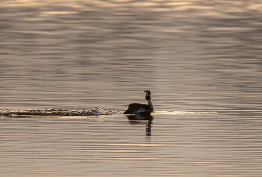 Great Crested Grebe Bird Swims In The Lake In Sunset Sun