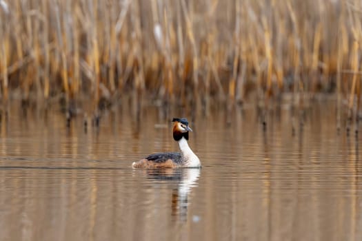 Great Crested Grebe Bird Swims In The Lake