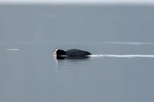 Eurasian Coot Bird Searching For Food While Swimming In The Lake