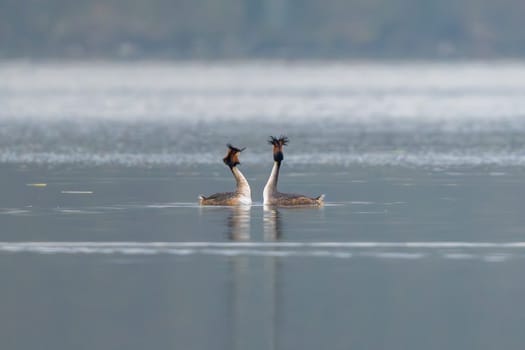 Great Crested Grebes Perform A Mating Dance