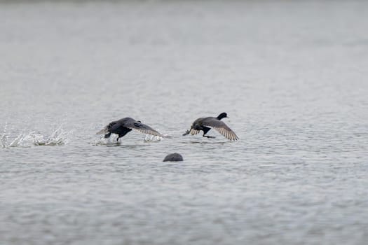 Eurasian Coot Birds Running On Water In The Lake