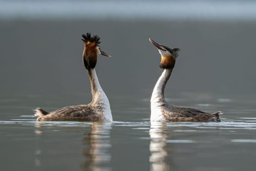 In Spring, A Great Crested Grebe Pair Performs A Mating Dance