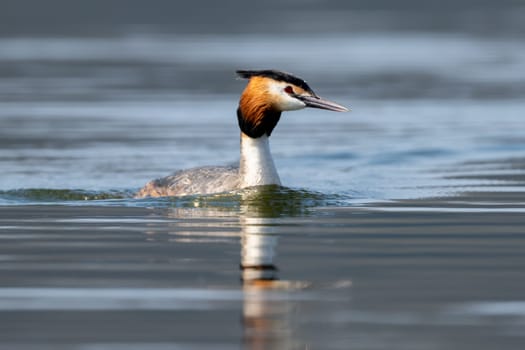 Great Crested Grebe Bird Swims In The Lake