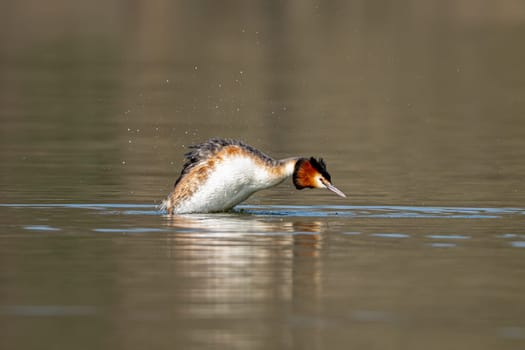 Great Crested Grebe Hunting Fish While Swimming In The Lake