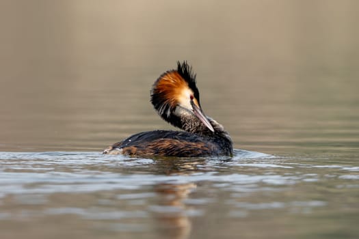 Great Crested Grebe Cleans Feathers While Swimming In A Lake