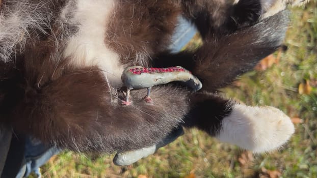Close up of an external fixator stabilizing a fractured leg bone of a cat, using kirschner wires and an epoxy resin connecting bar