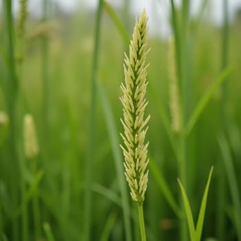 In the heart of a serene landscape, a single rice stalk rises above the verdant expanse. Clouds linger ominously, hinting at an approaching storm while nature thrives.