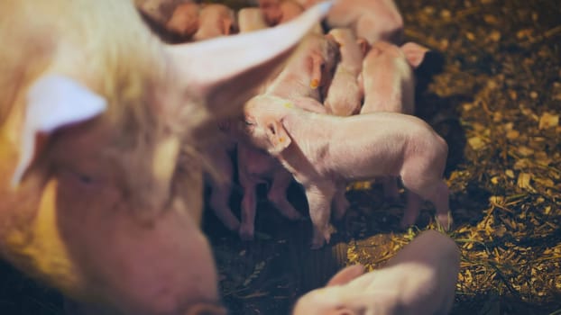 Newborn piglets nursing from their mother pig in a cozy farm setting, highlighting the warmth and innocence of rural life and family bonds
