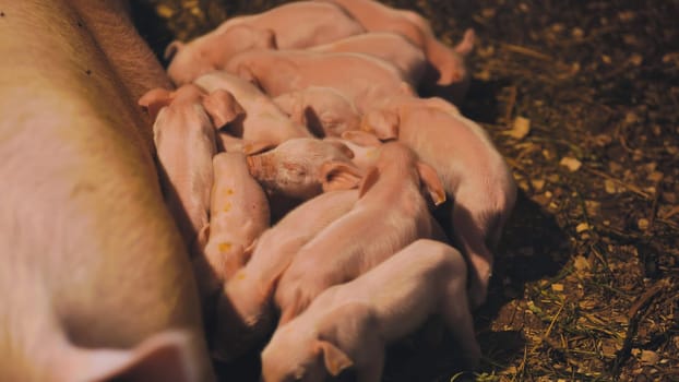 Newborn piglets suckling from their mother in a farrowing pen, enjoying the warmth and care of their sow in a rural farm setting