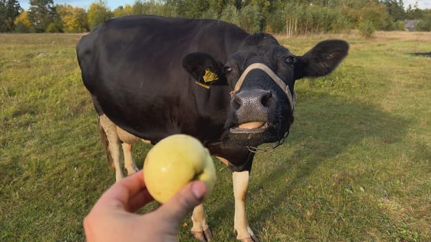 Black and white cow eating apple from farmer's hand on green pasture