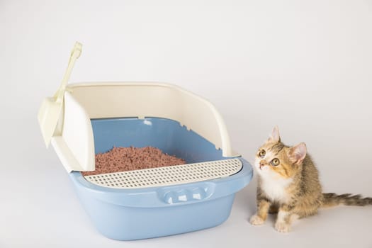 In an isolated setting a cat occupies a litter box on a clean white background highlighting the importance of animal care and hygiene through the use of a cat tray.