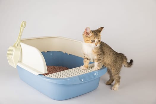Elevate awareness of feline hygiene and care with an isolated cat situated in a plastic litter toilet box or sandbox on white background. This educational image highlights clean organized environment.
