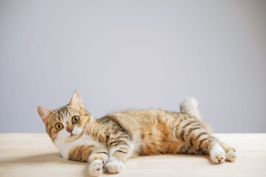 In this adorable cat portrait, an isolated little grey Scottish Fold kitten stands on a white background, radiating happiness, playfulness, and cuteness.