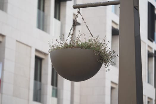 A hanging planter showcases lush plants against city buildings.