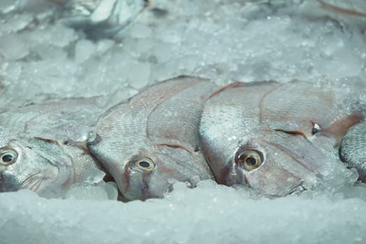 Fish are neatly arranged on ice at the market during early morning hours.