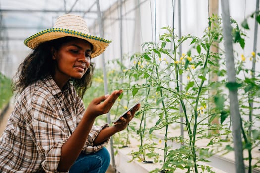 Quality control in a farm greenhouse by a black woman agronomist. Joyful worker using a tablet to check and inspect tomatoes portraying modern farming innovation.