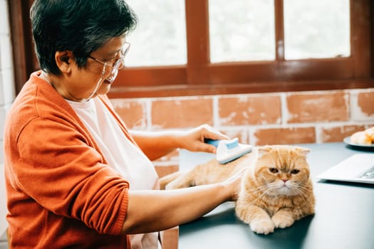 Old fur removal, An elderly woman is seen combing her Scottish Fold cat at home. The affection between owner and pet is beautifully portrayed in this image.