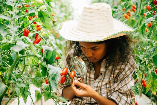 In herbology research a black woman botanist inspects a tomato plant with a magnifying glass for quality and lice. Expertise and learning in plant science and farming practices.