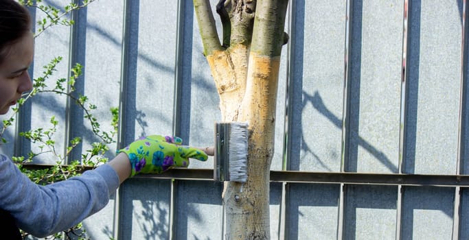 a farmer treats a tree trunk with a protective white paint against pests. treating trees in the garden.