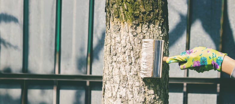 a farmer treats a tree trunk with a protective white paint against pests. treating trees in the garden.