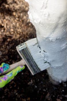 a farmer treats a tree trunk with a protective white paint against pests. treating trees in the garden.