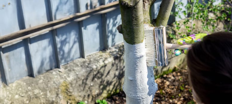 a farmer treats a tree trunk with a protective white paint against pests. treating trees in the garden.