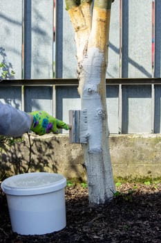 a farmer treats a tree trunk with a protective white paint against pests. treating trees in the garden.