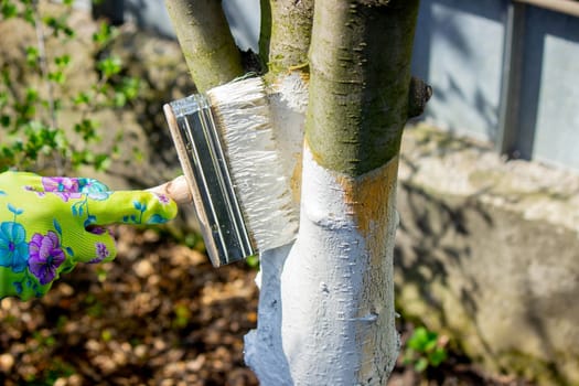 a farmer treats a tree trunk with a protective white paint against pests. treating trees in the garden.