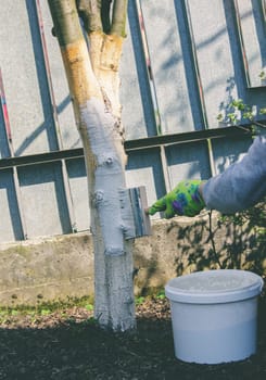 a farmer treats a tree trunk with a protective white paint against pests. treating trees in the garden.