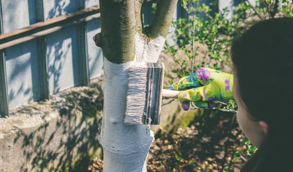 a farmer treats a tree trunk with a protective white paint against pests. treating trees in the garden.