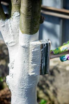 a farmer treats a tree trunk with a protective white paint against pests. treating trees in the garden.