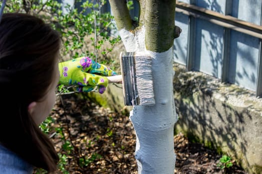 a farmer treats a tree trunk with a protective white paint against pests. treating trees in the garden.