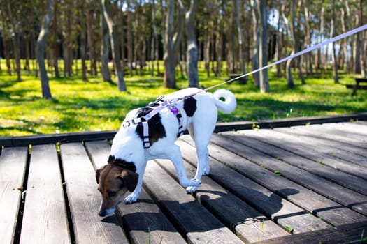 Dog on leash walking in a sunlit park on wooden pathway.