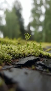 A tiny sprout emerges from lush moss, symbolizing new growth and life amidst a forest setting.