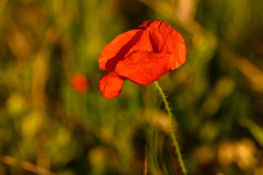 Vibrant red poppy stands tall and radiant against a blurred green backdrop in a tranquil meadow. The warm glow of the afternoon sun enhances its delicate petals, creating a peaceful atmosphere.