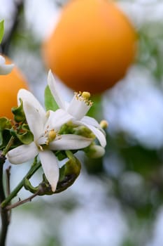 Delicate white flowers bloom on an orange tree, with vibrant oranges hanging above them in bright sunlight. The tranquil orchard exudes freshness and vitality on a warm day.