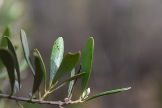 Sunlight dances across lush green leaves, revealing intricate details of nature. This tranquil moment in the woodland invites reflection and appreciation of the surrounding beauty.
