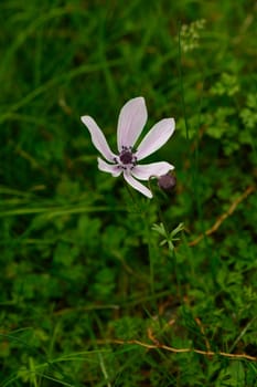 A solitary white flower stands gracefully amidst vibrant green grass in a peaceful meadow, illuminated by the soft glow of the afternoon sun, creating an enchanting natural ambiance.